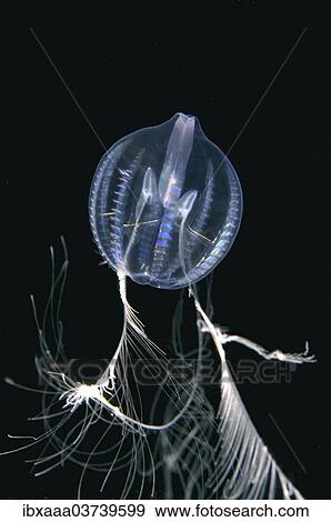 "Small Sea Gooseberry (Pleurobrachia pileus), Black Sea, Crimea, Ukraine, Europe" View Large Photo Image Stock Photo - "Small Sea Gooseberry (Pleurobrachia pileus), Black Sea, Crimea, Ukraine, Europe". Fotosearch