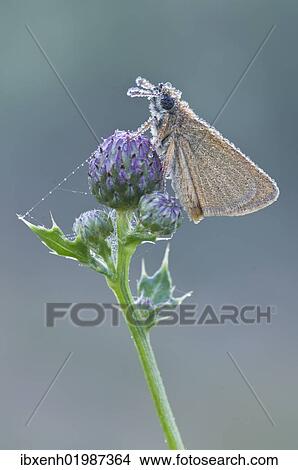 "Small Skipper (Thymelicus sylvestris), Haren, Emsland region, Lower Saxony, Germany, Europe" View Large Photo Image Picture - "Small Skipper (Thymelicus sylvestris), Haren, Emsland region, Lower Saxony, Germany, Europe". Fotosearch