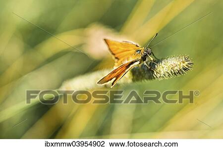 Stock Image - "Small Skipper (Thymelicus sylvestris) on a blade of grass, Bavaria, Germany, Europe". Fotosearch