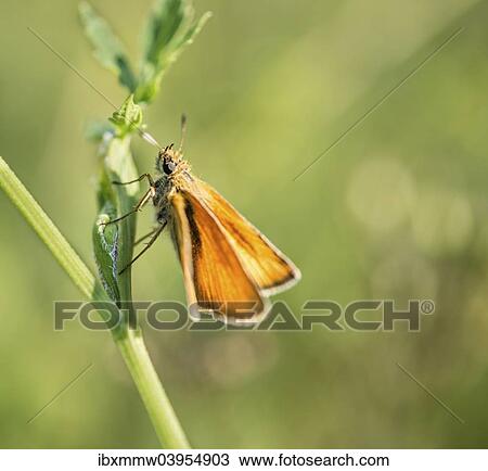 "Small Skipper (Thymelicus sylvestris) on a blade of grass, Bavaria, Germany, Europe" View Large Photo Image Stock Image - "Small Skipper (Thymelicus sylvestris) on a blade of grass, Bavaria, Germany, Europe". Fotosearch