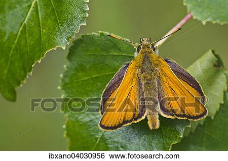 "Small Skipper (Thymelicus sylvestris), East Tyrol, Austria, Europe" View Large Photo Image Stock Photograph - "Small Skipper (Thymelicus sylvestris), East Tyrol, Austria, Europe". Fotosearch