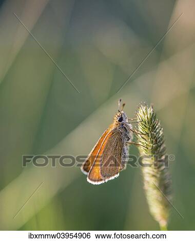 "Small Skipper (Thymelicus sylvestris) on a blade of grass, Bavaria, Germany, Europe" View Large Photo Image Stock Photograph - "Small Skipper (Thymelicus sylvestris) on a blade of grass, Bavaria, Germany, Europe". Fotosearch