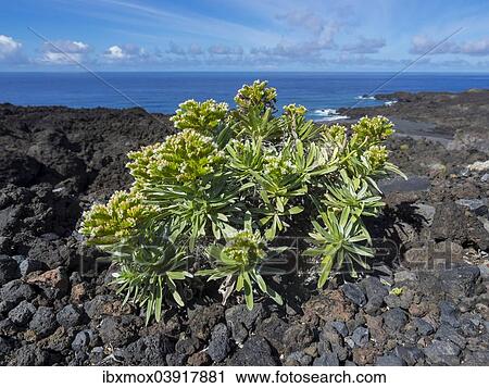 "Small spurge bush (Euphorbia) on the cliff, near Las Indias, La Palma, Canary Islands, Spain, Europe" View Large Photo Image Stock Image - "Small spurge bush (Euphorbia) on the cliff, near Las Indias, La Palma, Canary Islands, Spain, Europe". Fotosearch
