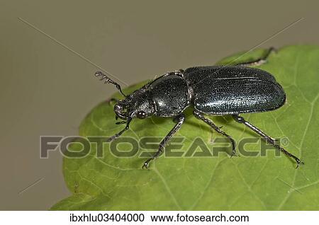 Stock Image - "Small Stag Beetle (Platycerus caraboides), Untergroningen, Abtsgmuend, Baden-Wurttemberg, Germany, Europe". Fotosearch