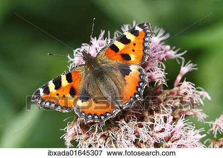 Stock Photo - Small Tortoiseshell (Aglais urticae) on flowering Eupatorium. Fotosearch