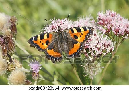 "Small Tortoiseshell (Aglais urticae) butterfly with open wings, North Rhine-Westphalia, Germany, Europe" View Large Photo Image Picture - "Small Tortoiseshell (Aglais urticae) butterfly with open wings, North Rhine-Westphalia, Germany, Europe". Fotosearch