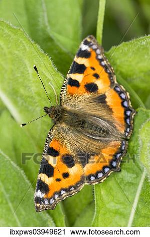 "Small Tortoiseshell (Aglais urticae), in grass, South Wales, United Kingdom, Europe" View Large Photo Image Stock Image - "Small Tortoiseshell (Aglais urticae), in grass, South Wales, United Kingdom, Europe". Fotosearch