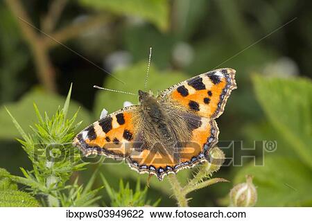 "Small Tortoiseshell (Aglais urticae), feeding on a flower, South Wales, United Kingdom, Europe" View Large Photo Image Stock Image - "Small Tortoiseshell (Aglais urticae), feeding on a flower, South Wales, United Kingdom, Europe". Fotosearch