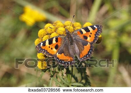 "Small Tortoiseshell (Aglais urticae) butterfly with open wings, North Rhine-Westphalia, Germany, Europe" View Large Photo Image Stock Photograph - "Small Tortoiseshell (Aglais urticae) butterfly with open wings, North Rhine-Westphalia, Germany, Europe". Fotosearch