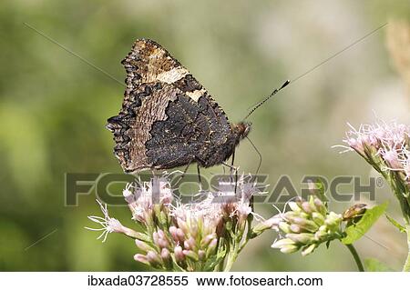 "Small Tortoiseshell (Aglais urticae) butterfly showing the underside of its wing sitting on Hemp Agrimony (Eupatorium cannabinum), North Rhine-Westphalia, Germany, Europe" View Large Photo Image Stock Photography - "Small Tortoiseshell (Aglais urticae) butterfly showing the underside of its wing sitting on Hemp Agrimony (Eupatorium cannabinum), North Rhine-Westphalia, Germany, Europe". Fotosearch