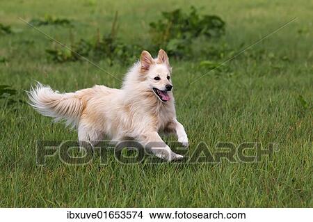 "Small white dog, spitz half-breed (Canis lupus familiaris), running in a meadow, male" View Large Photo Image Picture - "Small white dog, spitz half-breed (Canis lupus familiaris), running in a meadow, male". Fotosearch