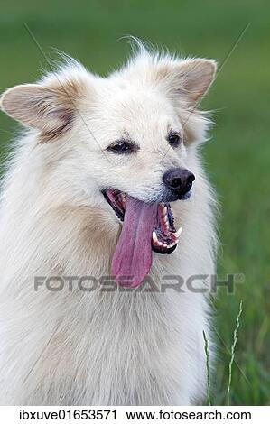 "Small white dog, spitz half-breed (Canis lupus familiaris), portrait, male" View Large Photo Image Stock Image - "Small white dog, spitz half-breed (Canis lupus familiaris), portrait, male". Fotosearch