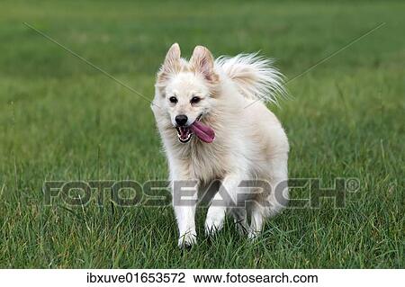 "Small white dog, spitz half-breed (Canis lupus familiaris), running in a meadow, male" View Large Photo Image Stock Image - "Small white dog, spitz half-breed (Canis lupus familiaris), running in a meadow, male". Fotosearch