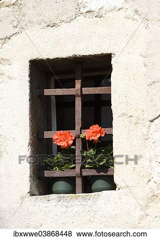"Small window with flowering geraniums, Fischerkirche Church, Rust on Lake Neusiedl, Burgenland, Austria, Europe" View Large Photo Image Stock Photo - "Small window with flowering geraniums, Fischerkirche Church, Rust on Lake Neusiedl, Burgenland, Austria, Europe". Fotosearch
