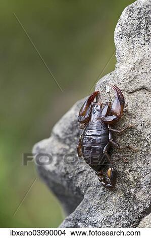 "Small Wood Scorpion species (Euscorpius germanus), Tyrol, Austria, Europe" View Large Photo Image Picture - "Small Wood Scorpion species (Euscorpius germanus), Tyrol, Austria, Europe". Fotosearch