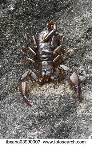 "Small Wood Scorpion species (Euscorpius germanus), Tyrol, Austria, Europe" View Large Photo Image Stock Photo - "Small Wood Scorpion species (Euscorpius germanus), Tyrol, Austria, Europe". Fotosearch