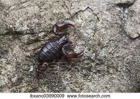 "Small Wood Scorpion species (Euscorpius germanus), Tyrol, Austria, Europe" View Large Photo Image Stock Photo - "Small Wood Scorpion species (Euscorpius germanus), Tyrol, Austria, Europe". Fotosearch