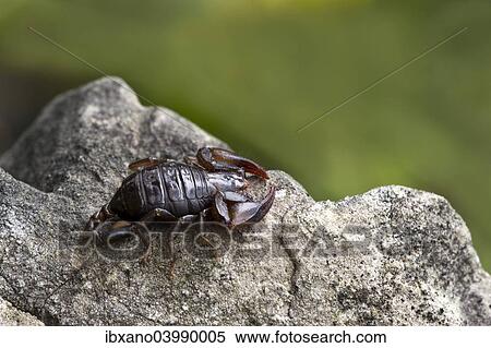 "Small Wood Scorpion species (Euscorpius germanus), Tyrol, Austria, Europe" View Large Photo Image Stock Photography - "Small Wood Scorpion species (Euscorpius germanus), Tyrol, Austria, Europe". Fotosearch