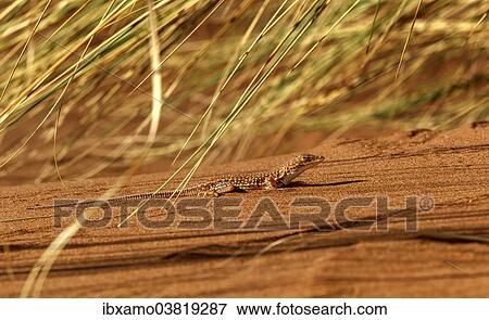 "Smith's Desert Lizard (Meroles cuneirostris), red sand, Namib Naukluft National Park, Namibia, Africa" View Large Photo Image Stock Photo - "Smith's Desert Lizard (Meroles cuneirostris), red sand, Namib Naukluft National Park, Namibia, Africa". Fotosearch