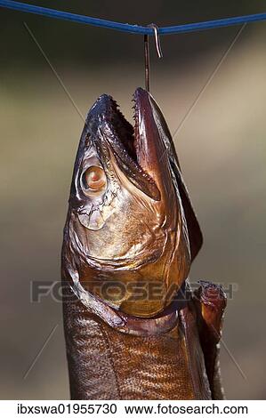 Stock Image - "Smoked fish, Lake trout (Salvelinus namaycush)". Fotosearch