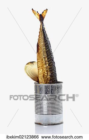 Smoked Mackerel (Scomber scombrus) inserted upside down in a open tin can View Large Photo Image Stock Photograph - Smoked Mackerel (Scomber scombrus) inserted upside down in a open tin can. Fotosearch
