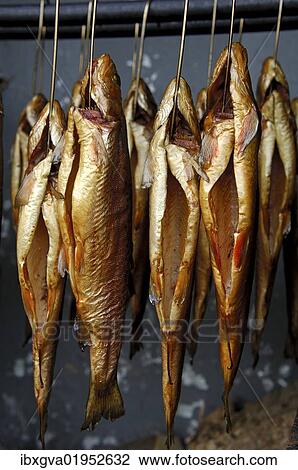 "Smoked trout hanging from hooks in a smokehouse, Fuschl, Austria, Europe" View Large Photo Image Stock Image - "Smoked trout hanging from hooks in a smokehouse, Fuschl, Austria, Europe". Fotosearch