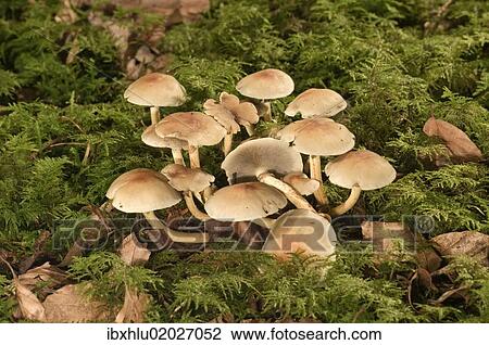 Stock Image - "Smokey Gilled Woodlover mushroom (Hypholoma capnoides), Untergroeningen, Baden-Wuerttemberg, Germany, Europe". Fotosearch