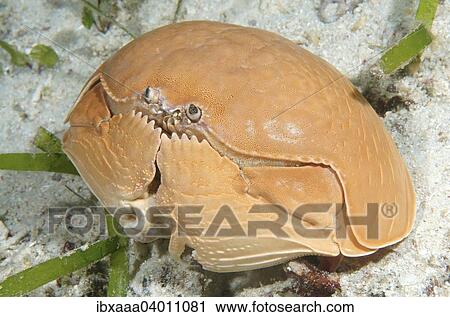 "Smooth Box Crab (Calappa calappa), Mindanaosee, Oslob, Cebu, Philippines, Asia" View Large Photo Image Stock Image - "Smooth Box Crab (Calappa calappa), Mindanaosee, Oslob, Cebu, Philippines, Asia". Fotosearch