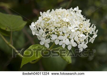 Smooth Hydrangea (Hydrangea arborescens 'Grandiflora') View Large Photo Image Picture - Smooth Hydrangea (Hydrangea arborescens 'Grandiflora'). Fotosearch