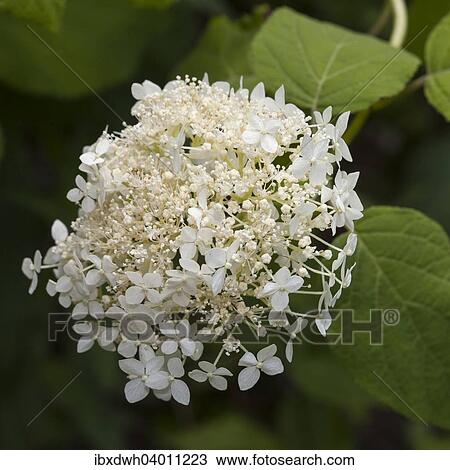 Smooth Hydrangea (Hydrangea arborescens 'Grandiflora') View Large Photo Image Stock Image - Smooth Hydrangea (Hydrangea arborescens 'Grandiflora'). Fotosearch