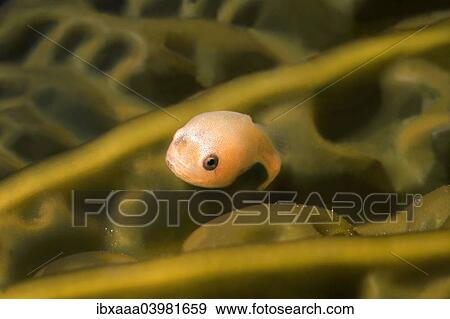 Stock Photo - "Smooth Lumpfish (Aptocyclus ventricosus), young, Sea of Japan, Primorsky Krai, Russia, Europe". Fotosearch