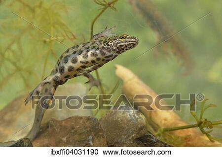 "Smooth Newt (Lissotron vulgaris), male in breeding colours, North Rhine-Westphalia, Germany, Europe" View Large Photo Image Stock Image - "Smooth Newt (Lissotron vulgaris), male in breeding colours, North Rhine-Westphalia, Germany, Europe". Fotosearch