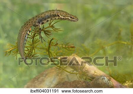 "Smooth Newt (Lissotron vulgaris), male in breeding colours, North Rhine-Westphalia, Germany, Europe" View Large Photo Image Stock Image - "Smooth Newt (Lissotron vulgaris), male in breeding colours, North Rhine-Westphalia, Germany, Europe". Fotosearch