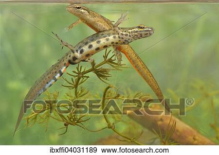 "Smooth newt (Triturus vulgaris), male and female during the mating season, North Rhine-Westphalia, Germany, Europe" View Large Photo Image Stock Photo - "Smooth newt (Triturus vulgaris), male and female during the mating season, North Rhine-Westphalia, Germany, Europe". Fotosearch