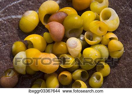 "Smooth or Flat Periwinkle (Littorina obtusata), empty shells, County Kerry, Ireland, Europe" View Large Photo Image Picture - "Smooth or Flat Periwinkle (Littorina obtusata), empty shells, County Kerry, Ireland, Europe". Fotosearch
