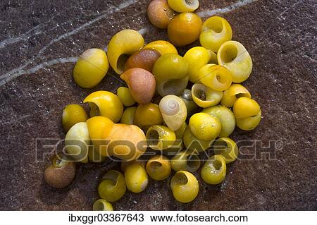 "Smooth or Flat Periwinkle (Littorina obtusata), empty shells, County Kerry, Ireland, Europe" View Large Photo Image Stock Image - "Smooth or Flat Periwinkle (Littorina obtusata), empty shells, County Kerry, Ireland, Europe". Fotosearch
