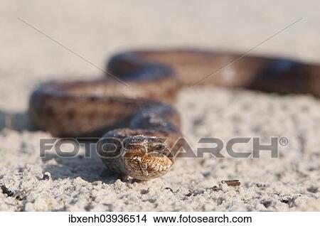 Picture - "Smooth Snake (Coronella austriaca), Emsland, Lower Saxony, Germany, Europe". Fotosearch