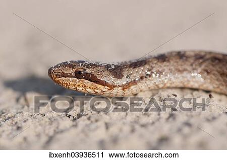 "Smooth Snake (Coronella austriaca), Emsland, Lower Saxony, Germany, Europe" View Large Photo Image Stock Image - "Smooth Snake (Coronella austriaca), Emsland, Lower Saxony, Germany, Europe". Fotosearch