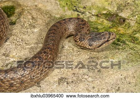 Stock Image - "Smooth snake (Coronella austriaca), Baden-Wurttemberg, Germany, Europe". Fotosearch