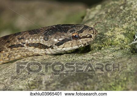 "Smooth snake (Coronella austriaca), Baden-Wurttemberg, Germany, Europe" View Large Photo Image Stock Image - "Smooth snake (Coronella austriaca), Baden-Wurttemberg, Germany, Europe". Fotosearch
