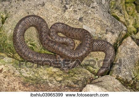 Stock Photo - "Smooth snake (Coronella austriaca) sunbathing, Baden-Wurttemberg, Germany, Europe". Fotosearch