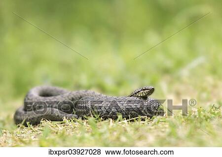 "Smooth Snake (Coronella austriaca), Zillertal, Tyrol, Austria, Europe" View Large Photo Image Stock Photo - "Smooth Snake (Coronella austriaca), Zillertal, Tyrol, Austria, Europe". Fotosearch