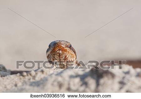 Stock Photograph - "Smooth Snake (Coronella austriaca), Emsland, Lower Saxony, Germany, Europe". Fotosearch