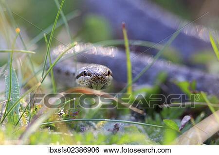 Stock Photograph - Smooth Snake (Coronella austriaca). Fotosearch