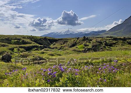 "Snaefellsjoekull volcano, Buoir or Faskruosfjoerour, Snaefellsnes, Snaefellsness, Iceland, Europe" View Large Photo Image Stock Image - "Snaefellsjoekull volcano, Buoir or Faskruosfjoerour, Snaefellsnes, Snaefellsness, Iceland, Europe". Fotosearch