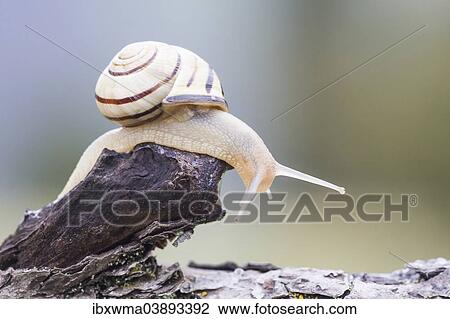 "Snail (Helicidae) on dead wood, North Hesse, Hesse, Germany, Europe" View Large Photo Image Stock Image - "Snail (Helicidae) on dead wood, North Hesse, Hesse, Germany, Europe". Fotosearch
