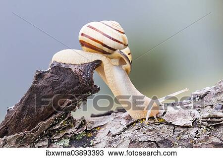 Stock Image - "Snail (Helicidae) on dead wood, North Hesse, Hesse, Germany, Europe". Fotosearch
