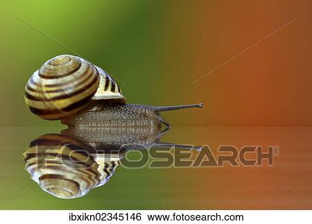 Snail (Helicidae) with a reflection View Large Photo Image Stock Photograph - Snail (Helicidae) with a reflection. Fotosearch