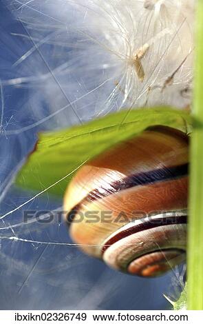 Snail (Helicidae) with creeping thistle seeds View Large Photo Image Stock Photo - Snail (Helicidae) with creeping thistle seeds. Fotosearch