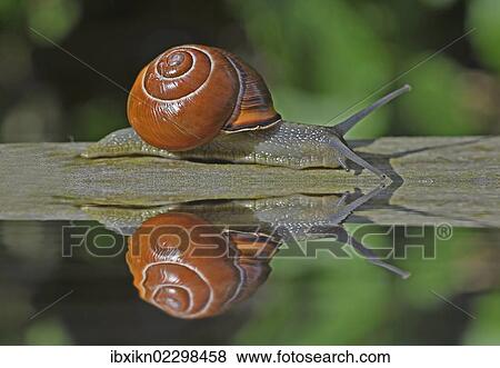 Snail (Helicidae) with its reflection View Large Photo Image Stock Photo - Snail (Helicidae) with its reflection. Fotosearch